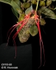 Bulbophyllum wendlandianum  (02)